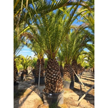 Phoenix canariensis stipe 120/140